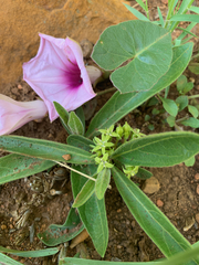 Ipomoea bathycolpos