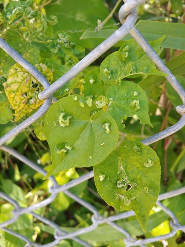 Viscid mallow (Abutilon viscosum)