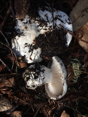 Hygrophorus ponderatus