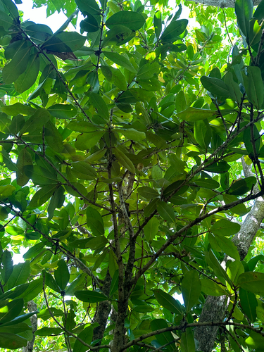 Mammea odorata (Mammea odorata)