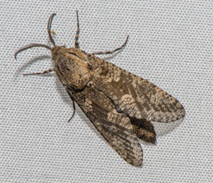 Prionoxystus robiniae