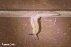 Meghimatium pictum