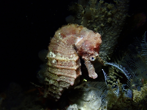 Hippocampus borboniensis observed 2025-11-11