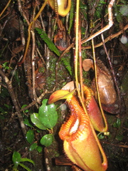 Nepenthes villosa