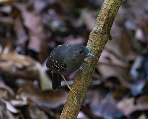 Rufous-faced Antbird