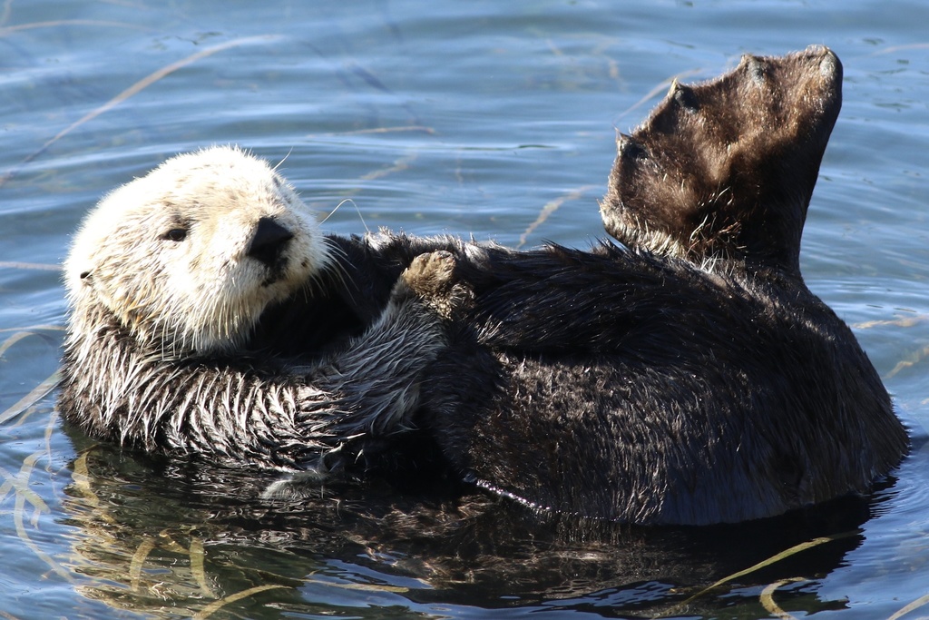 Southern Sea Otter