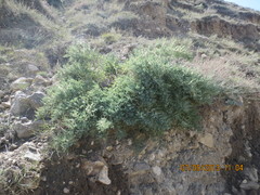 Salsola dendroides