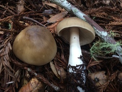Entoloma subsaundersii