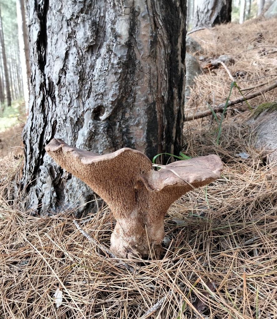 Sarcodon imbricatus