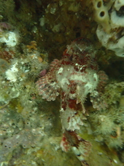 Scorpaena jacksoniensis