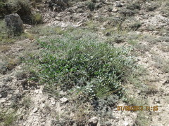 Capparis spinosa herbacea