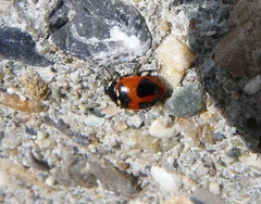 Hippodamia quinquesignata