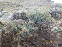 Reaumuria alternifolia