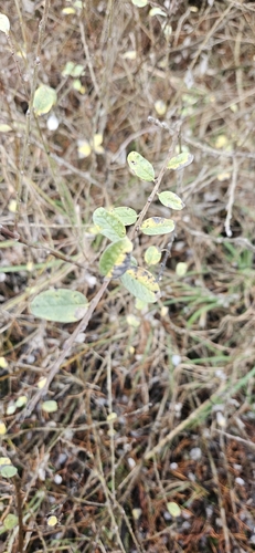Creeping Willow (Salix repens)