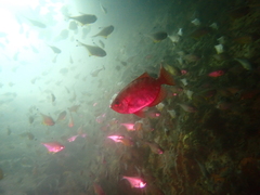 Heteropriacanthus carolinus