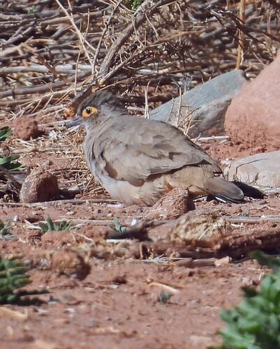 Moreno's Ground Dove (Metriopelia morenoi), photo 5