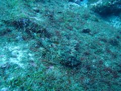 Scorpaena jacksoniensis