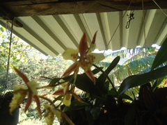 Rhynchostele maculata