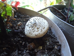 Rhynchostele maculata