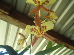 Rhynchostele maculata