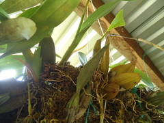 Rhynchostele maculata