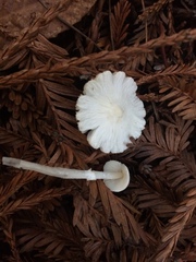 Lepiota sequoiarum