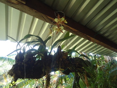 Rhynchostele maculata