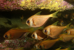 Pempheris compressa
