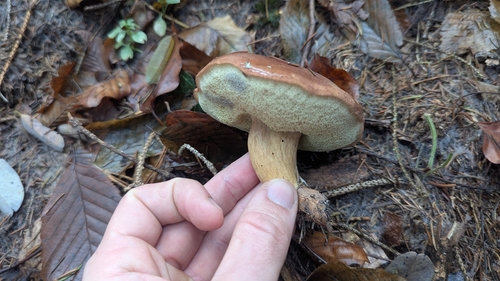 Bay Bolete