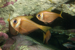 Pempheris compressa