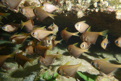 Pempheris compressa