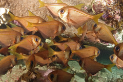 Pempheris compressa