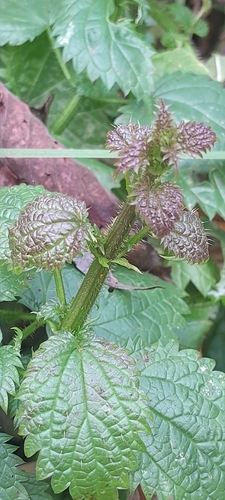 Kievan nettle (Urtica kioviensis)
