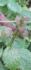 Urtica kioviensis, photograph author not stated, no rights reserved