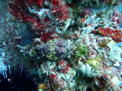 Scorpaena jacksoniensis