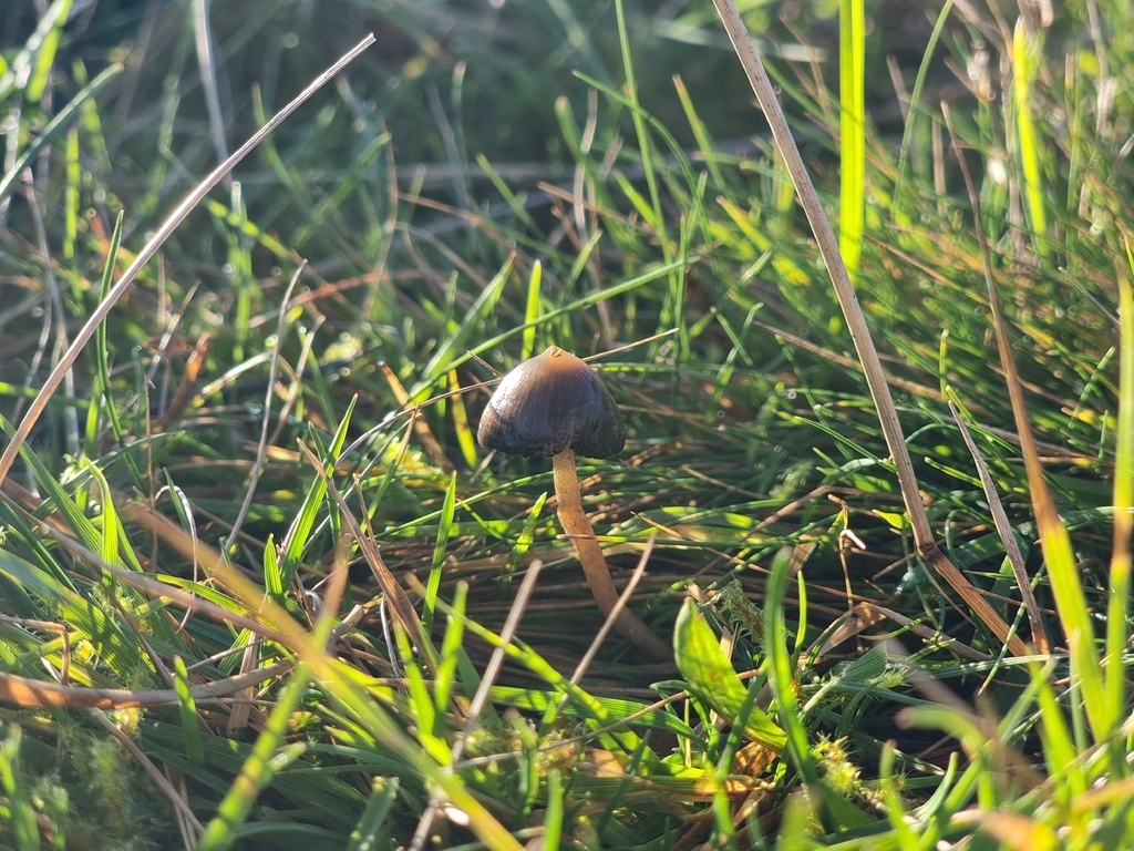 Psilocybe semilanceata · November 2025 · photo: © james_ferns_etc (iNaturalist, cc-by-nc)