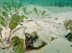 Pseudorhombus jenynsii