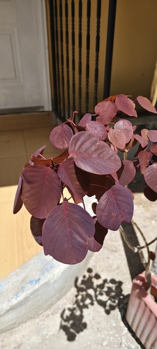 Mexican shrubby spurge