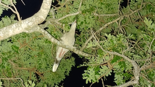Red-legged Seriema