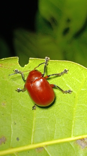 Crimissa cruralis