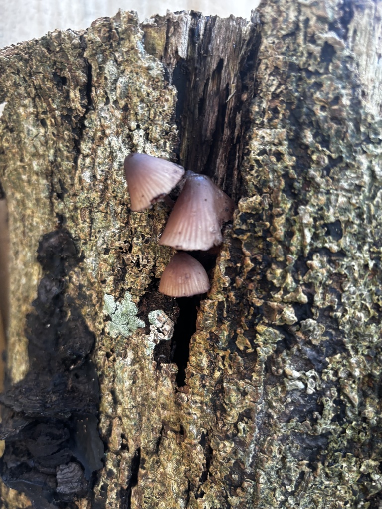 Mycena haematopus