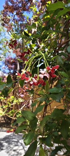 Rangoon Creeper