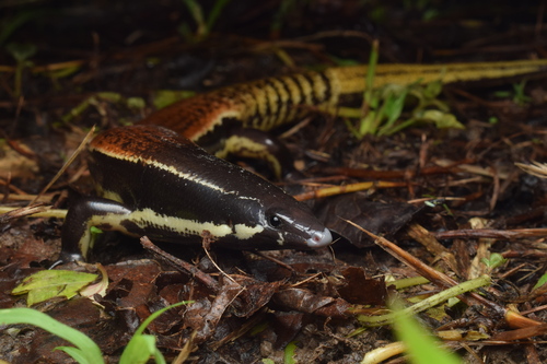 Sphenomorphus muelleri