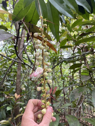 Barringtonia macrostachya observed 2025-11-16
