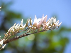 Dendrobium barbatulum