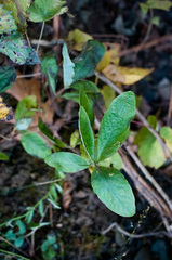 Lonicera dioica