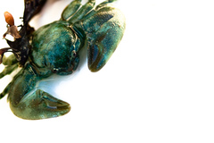 Petrolisthes cinctipes