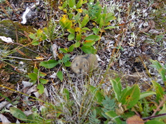 Dicrostonyx groenlandicus