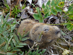 Dicrostonyx groenlandicus