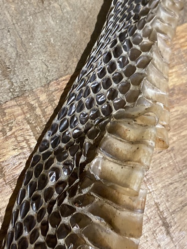 Red-bellied Black Snake sighting